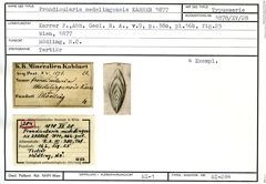 Karteikarte zum Syntyp von Frondicularia medelingensis Karrer, 1877